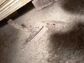 Лястовички за оране, снимка 2