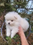 Померан-мини шпиц!!!, снимка 6