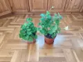 Мушката, сакъзчета и каланхое, снимка 8