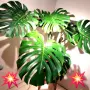 Комплект от три вида monstera, може и по отделно, снимка 2