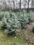 Сребрист Смърч , снимка 7