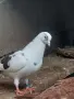 Продавам гълъби, снимка 3