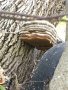 Билкова гъба Чага, снимка 1 - Хранителни добавки - 30367171