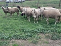 Продавам 10 овце заплодени и 1 коч, снимка 1