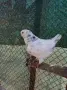Американски Кинг, снимка 3