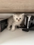 сребърни котета , снимка 7