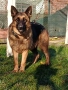 Продавам немска овчарка на година и половина не е агресивен кастриран за повече информация 089903513, снимка 2