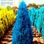 100 бр. семена кипарис синя елха бор сини иглолистни кипарисови дървета бонсай екзотични за декораци, снимка 17