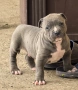 Американско Були Хл/American Bully XL , снимка 7