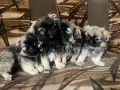 Малки Пухкави Пекинези, снимка 7