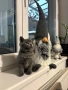 Британска късокосместа котка - мъжка, снимка 1