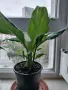 Цветя Спатифилум - в начало на цъфтеж, 6 броя налични, снимка 2