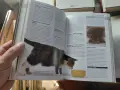 Всичко за котката, снимка 6