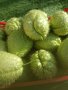 Мексиканска краставица-Чайот, снимка 1 - Разсади - 42865088
