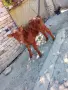 Абърдийн женски 20 дни, снимка 2