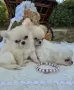 Чихуахуа кученца, снимка 4