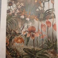 15 стара цветна литография , снимка 2 - Антикварни и старинни предмети - 35394122