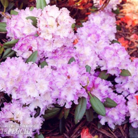 Рододендрон-(Налични 6 цвята), снимка 8 - Градински цветя и растения - 44641299
