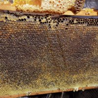Продавам полифлорен пчелен мед - 8 лв. на буркан с винтова капачка, снимка 11 - Пчелни продукти - 15252670