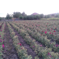 Щамбови рози, цветово разнообразие., снимка 16 - Градински цветя и растения - 44639785