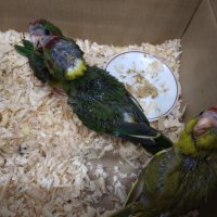Ръчно хранени папагали Монах и корели, снимка 3 - Папагали - 40634171