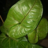 Syngonium Mango Allusion , снимка 3 - Стайни растения - 44480207