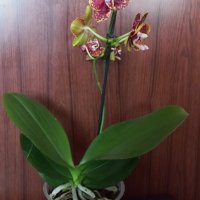 Орхидея фаленопсис Bambula, снимка 2 - Стайни растения - 40124310