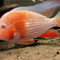 Acarichthys heckelii albino, снимка 2 - Рибки - 42418801