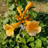Семена на  градинско увивно растение Жълта Текома, снимка 1 - Сортови семена и луковици - 40618214
