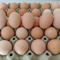 3,00лв - пиленца и разплодни яйца -0,90лв./бр.за люпене, снимка 11 - Кокошки и пуйки - 44184844