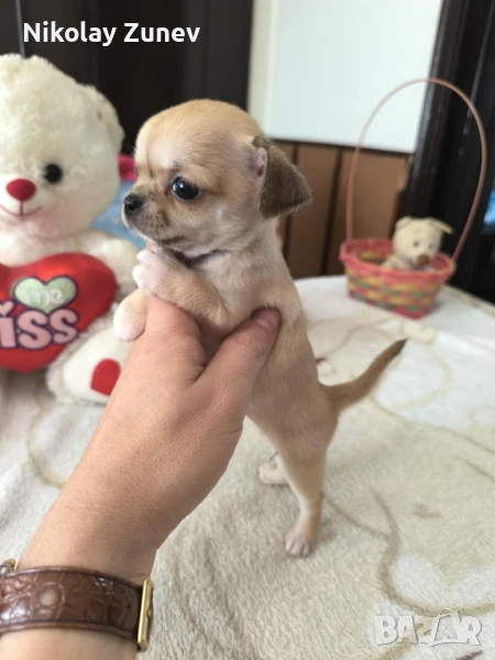 Мини момиченце Чихуахуа , снимка 1