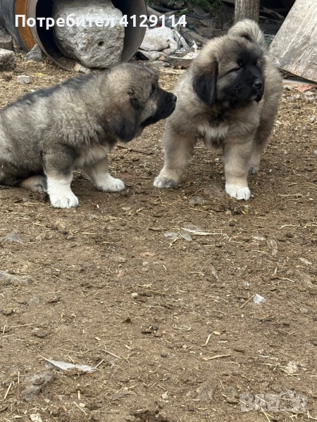 Кавказка овчарка , снимка 1