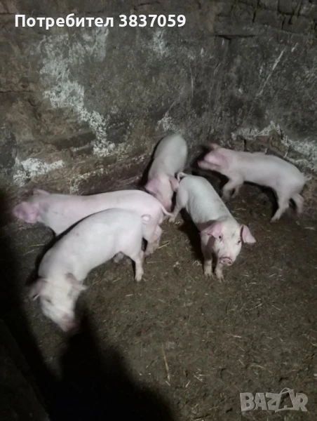 Продавам прасенца , снимка 1