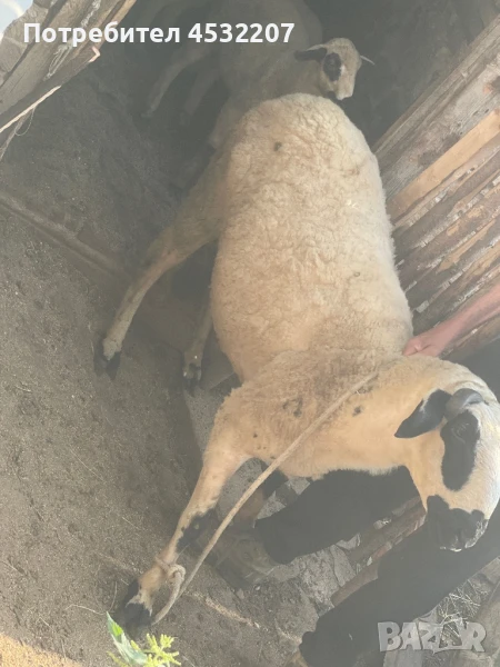 Продавам коч, снимка 1