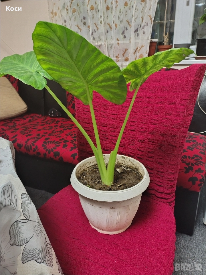 Трилистник стайно цвете , снимка 1