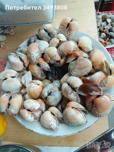 Морски миди за декорация , снимка 1
