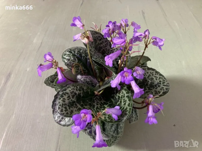 Красив стрептокарпус., снимка 1