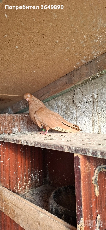 женска на 5м., снимка 1