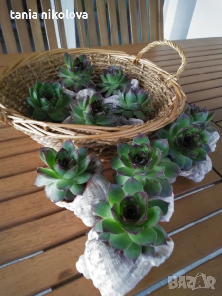 Дебелец в рапан - чудесен подарък, снимка 1