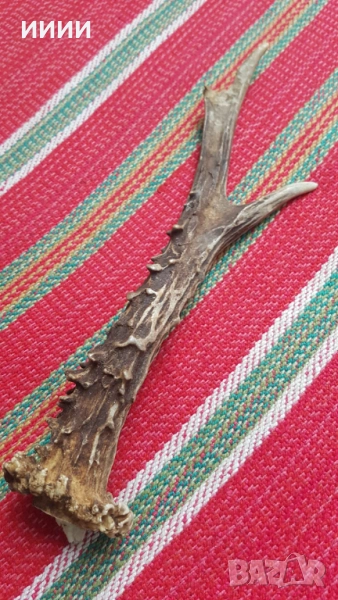 Рог от сръндак 3, снимка 1