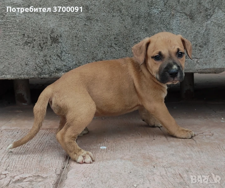 Питбул / питбулчета, снимка 1