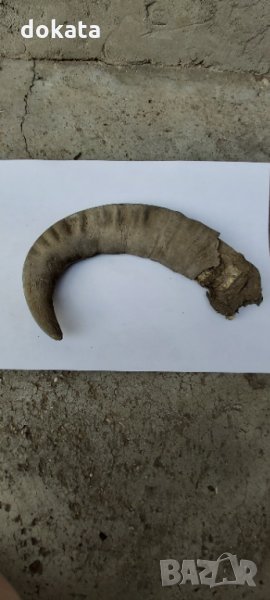 Много стар биволски рог, снимка 1