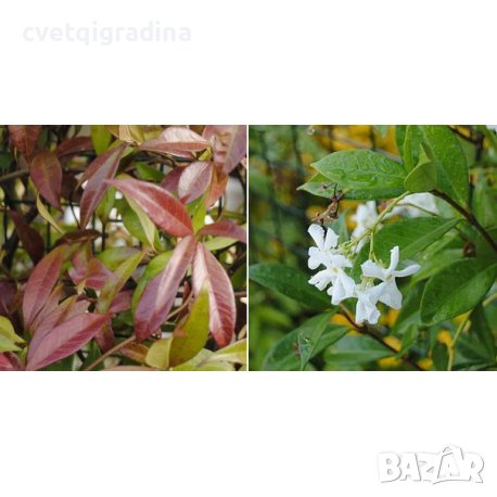 Trachelospernum jasminoides(Жасмин), снимка 1