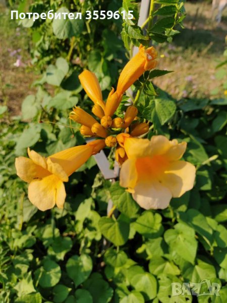 Семена на  градинско увивно растение Жълта Текома, снимка 1