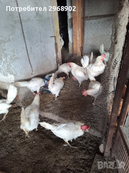 продавам кокошки легхорн и ломан Браун легхорн , снимка 1