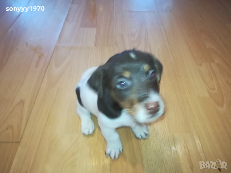 ДЖАК РЪСЕЛ-КУТРЕТА 2209251141, снимка 1