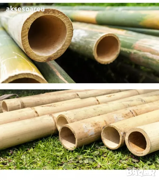 Качествени семена от бамбук Moso Bambo бързо растящи растения за дома бамбуков разсад за украса , снимка 1