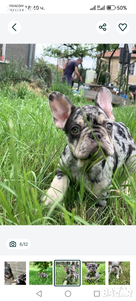 френски булдог бебета, снимка 1
