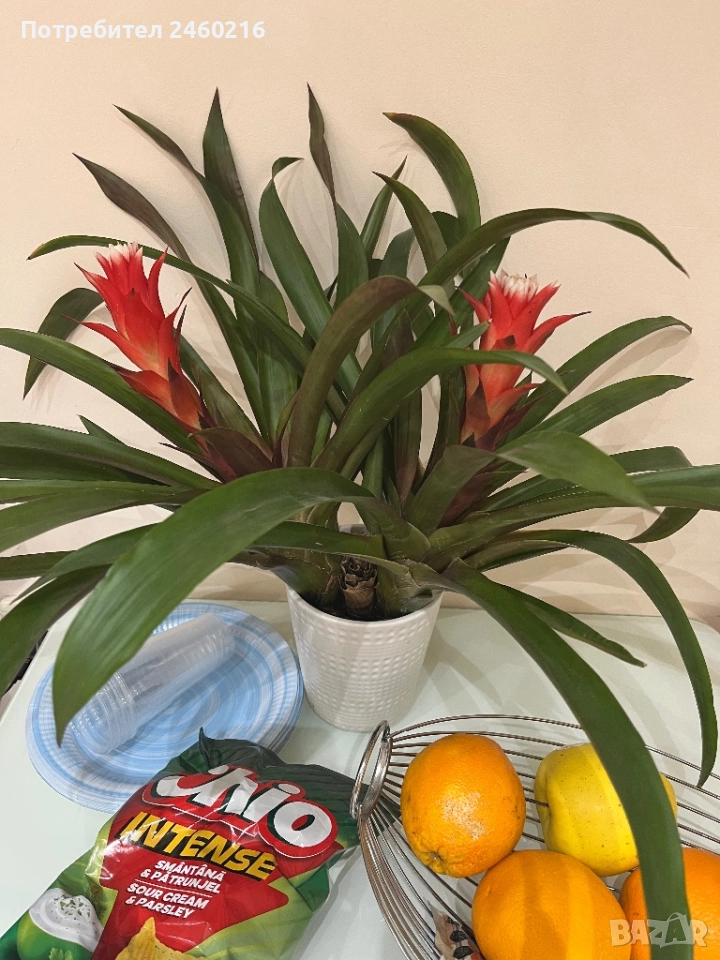 Гузмания- екзотично цвете, снимка 1