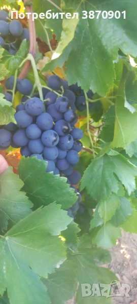Продавам десертно грозде Палиери , снимка 1